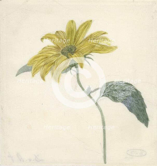 Sunflower, c.1800-c.1900. Creator: D. van Alphen.