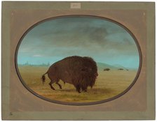 Wounded Buffalo Bull, 1861/1869. Creator: George Catlin.
