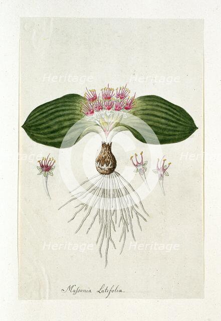 Massonia Depressa Houtt, 1777-1786. Creator: Robert Jacob Gordon.