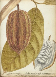 Cacao, 1783. Creator: Jan Brandes.
