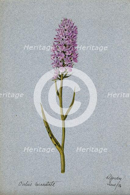 Early purple orchid (Orchis mascula): flowering stem, 1904. Creator: Unknown.