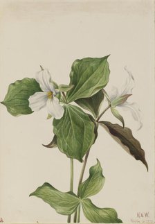 Large White Trillium (Trillium grandiflorum), 1923. Creator: Mary Vaux Walcott.