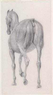 Finished study for 'The Twelfth Anatomical Table of the Muscles ... of the Horse', 1756. Creator: George Stubbs.