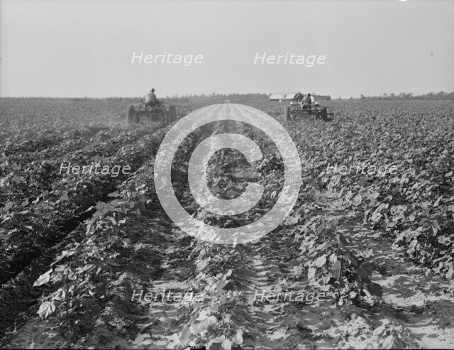 Tractors on Lake Dick project, Arkansas, 1938. Creator: Dorothea Lange.
