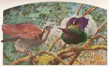 'Twelve-wired Birds of Paradise', c1910, (1911). Artist: Louis Fairfax Muckley.