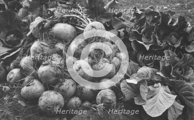 Turnips and cabbage raised by Rev. G.B. Burgess, between c1900 and c1930. Creator: Unknown.