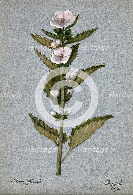 Marsh mallow plant (Althaea officinalis): flowering stem, 1906. Creator: Unknown.