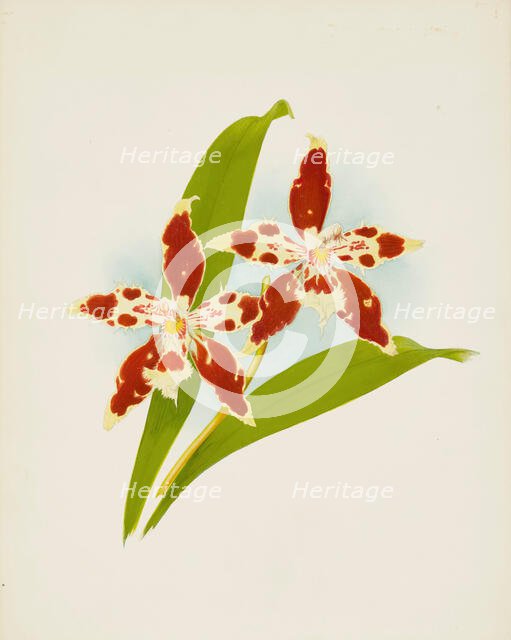 Orchid: Odontoglossum luteo-purpureum, 1907. Creator: Frederick William Bolas.