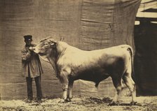 [Bull from Glane, Canton of Fribourg], 1856. Creator: Adrien Alban Tournachon.