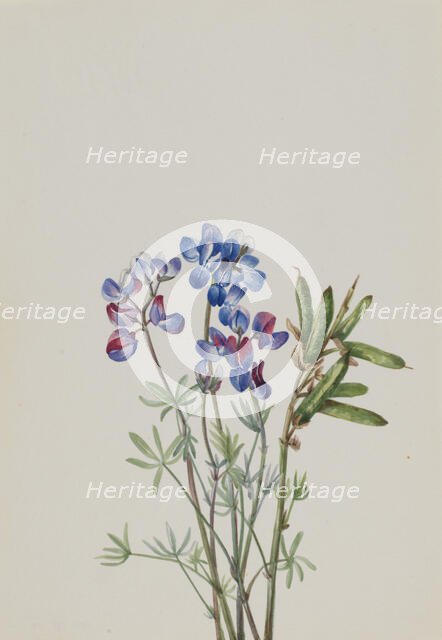 Untitled--Flower Study, ca. 1900-1930. Creator: Mary Vaux Walcott.