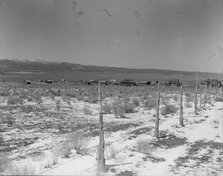 Approach to the town, Widtsoe, Utah, 1936. Creator: Dorothea Lange.