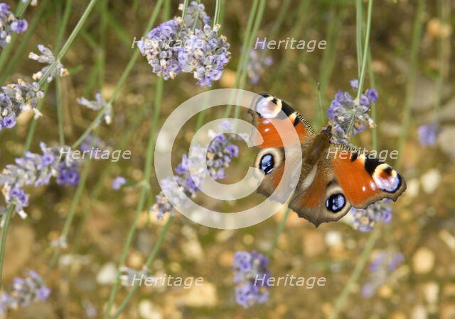 Audley End, Audley Park, Saffron Walden, Uttlesford, Essex, 2009. Creator: Patricia Payne.
