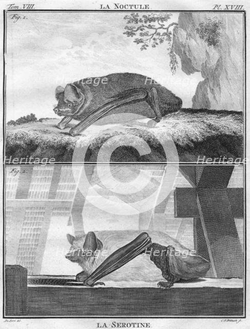 'La Noctule & La Serotine', c1763.  Creator: Christian Friedrich Fritzsch.
