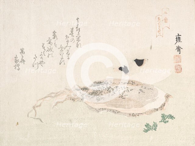 Cuttle Fish, early 19th century. Creator: Kikuchi Yosai.