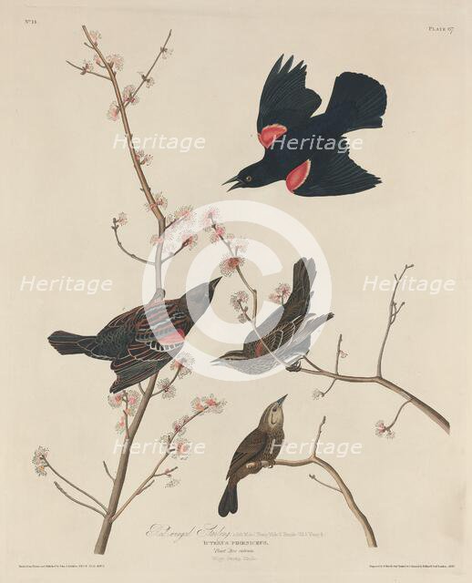 Red-winged Starling, 1829. Creator: Robert Havell.