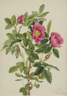 Bourgeau Rose (Rosa bourgeauiana), 1920. Creator: Mary Vaux Walcott.