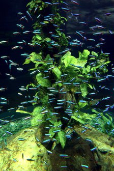 Aquarium, Loro Parque, Tenerife, Canary Islands, 2007.