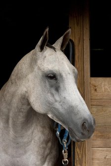 Grey Horse B. Creator: Tom Artin.