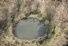 Deer in the pond near White Ash Lodge, Richmond Park, Richmond upon Thames, London, 2018. Creator: Historic England Staff Photographer.