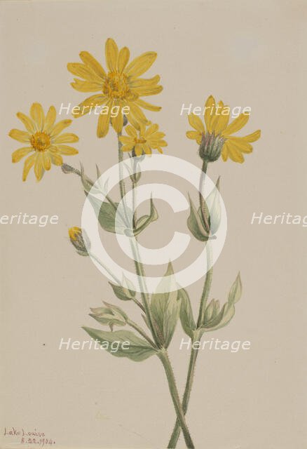 Arnica (Arnica latifolia), 1904. Creator: Mary Vaux Walcott.