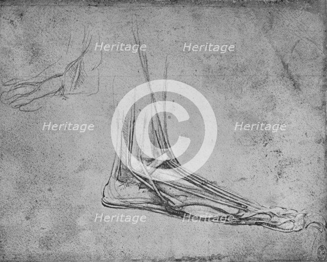 'Dissection of a Bear's Foot to the Right', c1480 (1945). Artist: Leonardo da Vinci.