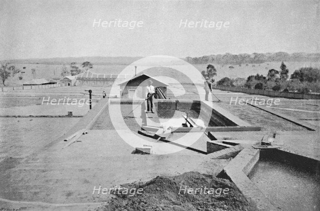 'Lavadouro de Cafe', (Washing Coffee), 1895. Artist: Axel Frick.