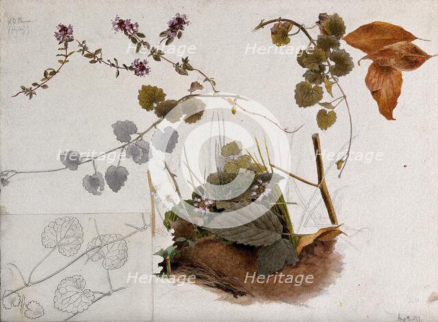 Wild thyme (Thymus praecox): flowers, stems and leaves in various pictures, 1897. Creator: Unknown.