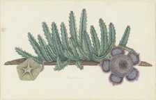 Orbea Verrucosa (Masson) L.C. Leach. (Stapelia hirsuta), 1777-1786. Creator: Robert Jacob Gordon.