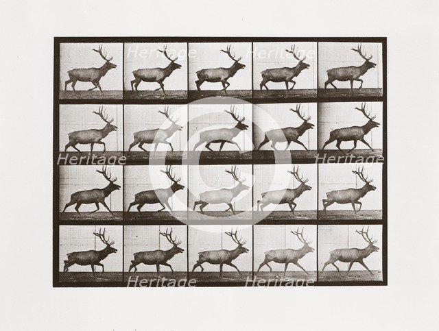 Elk, Plate 692 from Animal Locomotion, 1887 (photograph)