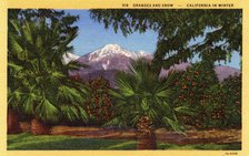 'Oranges and Snow, California in Winter', postcard, 1931. Artist: Unknown