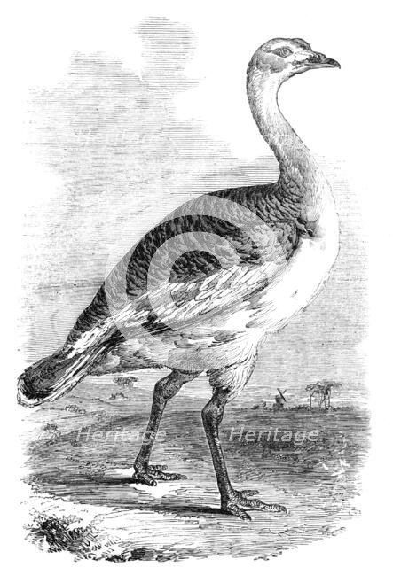 Male Bustard taken near Hungerford, Berks., 1856.  Creator: Unknown.