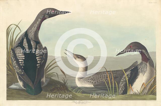 Black-throated Diver, 1836. Creator: Robert Havell.