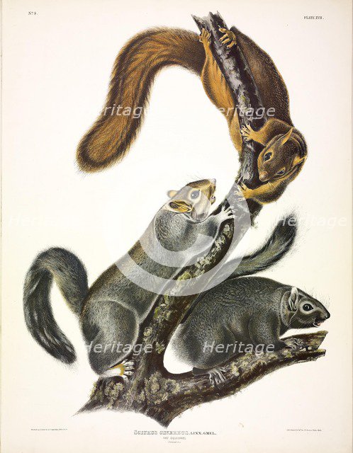 Cat Squirrel, Sciurus Cinereus, 1845.