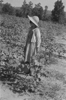Lucille Burroughs in the cotton fields, Hale County, Alabama, 1936. Creator: Walker Evans.