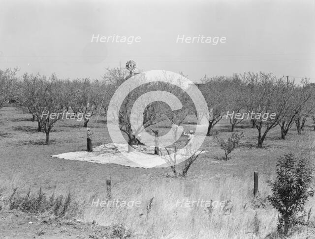 Harvesting on almond ranch, local day labor, near Walnut Creek, Contra Costa County, 1939. Creator: Dorothea Lange.
