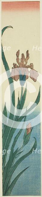 Iris, 1840s. Creator: Ando Hiroshige.