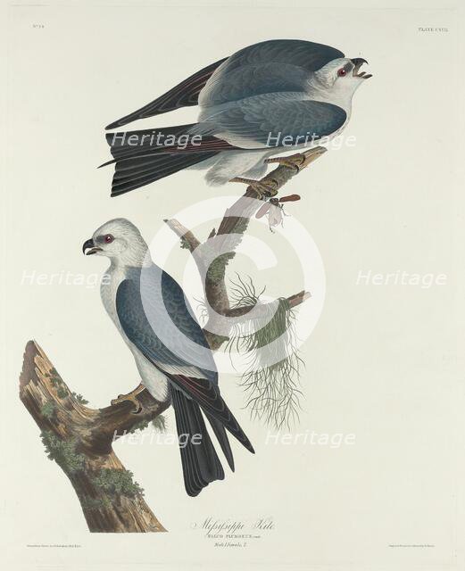 Mississippi Kite, 1831. Creator: Robert Havell.