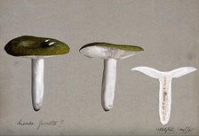 A fungus (Russula species): three fruiting bodies, one sectioned, 1895. Creator: Unknown.