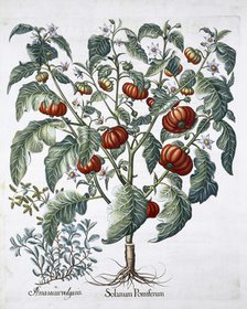 African Tomato and Marjoram plants, 1613. Artist: Unknown