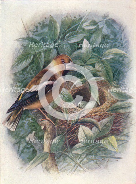 'Hawfinch - Coccothraus'tes vulga'ris', c1910, (1910). Artist: George James Rankin.