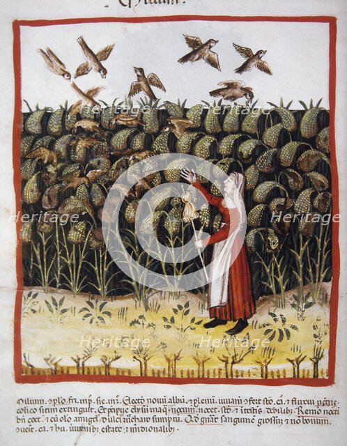 Corn, 14th century.  Creator: Unknown.