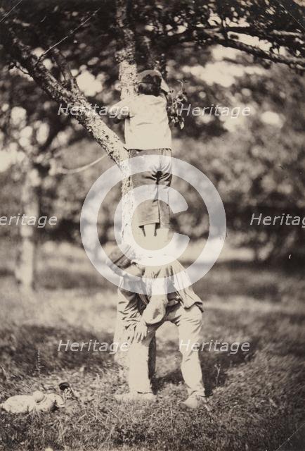 French Country Study: Two Boys Climbing a Tree, late 1870's. Creator: Auguste Giraudon's Artist (French).