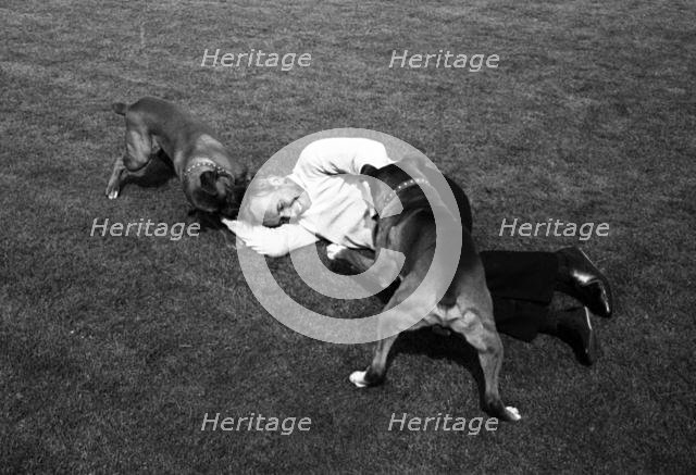 John Surtees playing with his pet dogs at home 1966. Creator: Unknown.