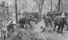 ''Prince Albert Victor in India--Elephant catching in Mysore ', 1890. Creator: Unknown.