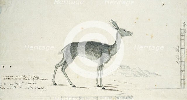 Pelea capreolus (Grey rhebok), 1777-1786. Creator: Robert Jacob Gordon.