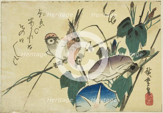 Sparrows and morning glories, 1830s. Creator: Ando Hiroshige.