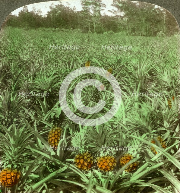 'Where the luscious pineapple grows', Florida, USA, 1896.  Artist: Underwood & Underwood