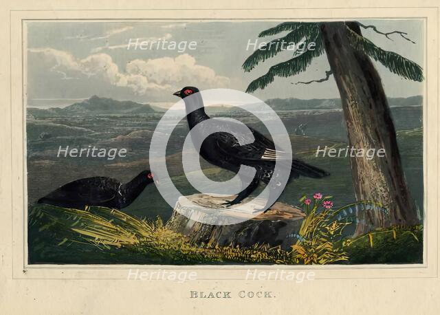 Black Cock, c1820s. Creator: Newton Smith Limbird Fielding.