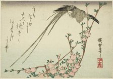 Long-tailed bird and peach blossoms, 1830s. Creator: Ando Hiroshige.