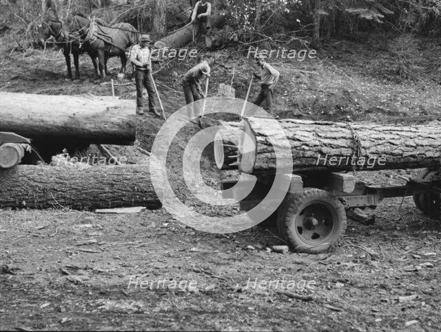Members of Ola self-help sawmill co-op rolling white fir log..., Gem County, Idaho, 1939. Creator: Dorothea Lange.